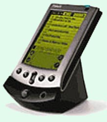 Palm 5